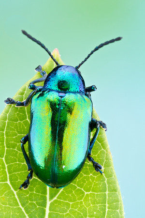 Iridescent Green Beetle Necklace | Cute Insect Charm Necklace | Nature Jewelry - Enchanted Leaves - Nature Jewelry - Unique Handmade Gifts