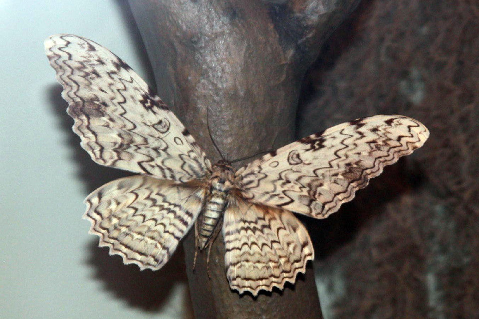 White Witch Moth Necklace - Enchanted Leaves - Nature Jewelry - Unique Handmade Gifts