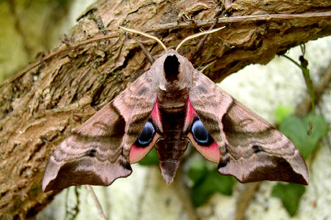 Blind Eyed Hawk Moth Necklace | Wooden Butterfly Pendant | Insect Jewelry | Woodland Moth Art - Enchanted Leaves - Nature Jewelry - Unique Handmade Gifts