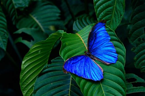 Blue Morpho Butterfly Necklace | Magical Butterfly Pendant | Butterfly Jewelry - Enchanted Leaves - Nature Jewelry - Unique Handmade Gifts