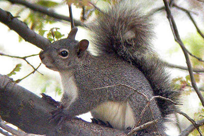 Grey Squirrel Necklace | Cute Squirrel Charm Necklace | Fall Jewelry - Enchanted Leaves - Nature Jewelry - Unique Handmade Gifts