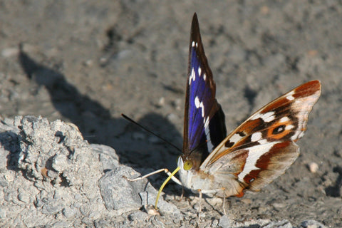 Purple Emperor Butterfly Necklace | Wooden Butterfly Necklace | Beautiful Butterfly Pendant - Enchanted Leaves - Nature Jewelry - Unique Handmade Gifts