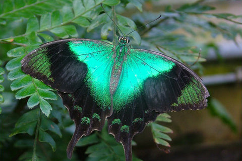 Radiant Swallowtail Butterfly Necklace | Green Butterfly Pendant | Woodland Butterfly Necklace - Enchanted Leaves - Nature Jewelry - Unique Handmade Gifts