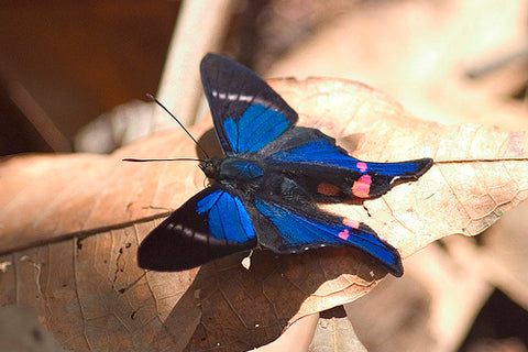Swordtail Butterfly Necklace - Enchanted Leaves - Nature Jewelry - Unique Handmade Gifts