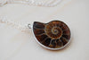Ammonite Fossil Shell Necklace | Fossilized Shell Necklace | Ammonite Pendant | Nautilus Necklace - Enchanted Leaves - Nature Jewelry - Unique Handmade Gifts