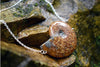 Full Ammonite Fossil Shell Necklace | Fossilized Shell Necklace | Ammonite Pendant - Enchanted Leaves - Nature Jewelry - Unique Handmade Gifts